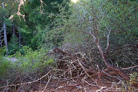 Ceanothus cuneatis